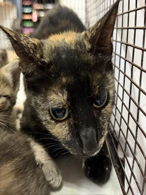 A young small-sized female Domestic Short Hair cat named Ziva for adoption in Miami, FL