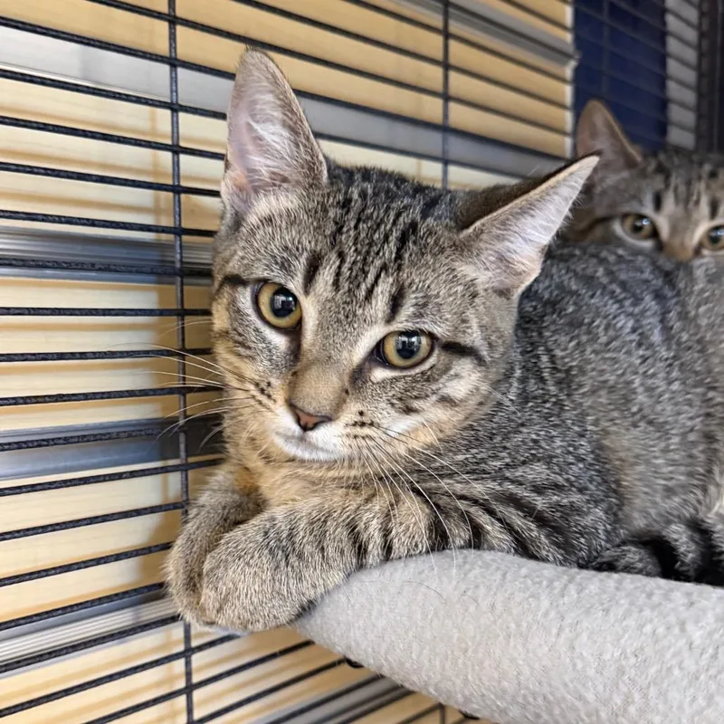 A baby small-sized female Domestic Short Hair cat named Melon for adoption in Hampton Bays, NY