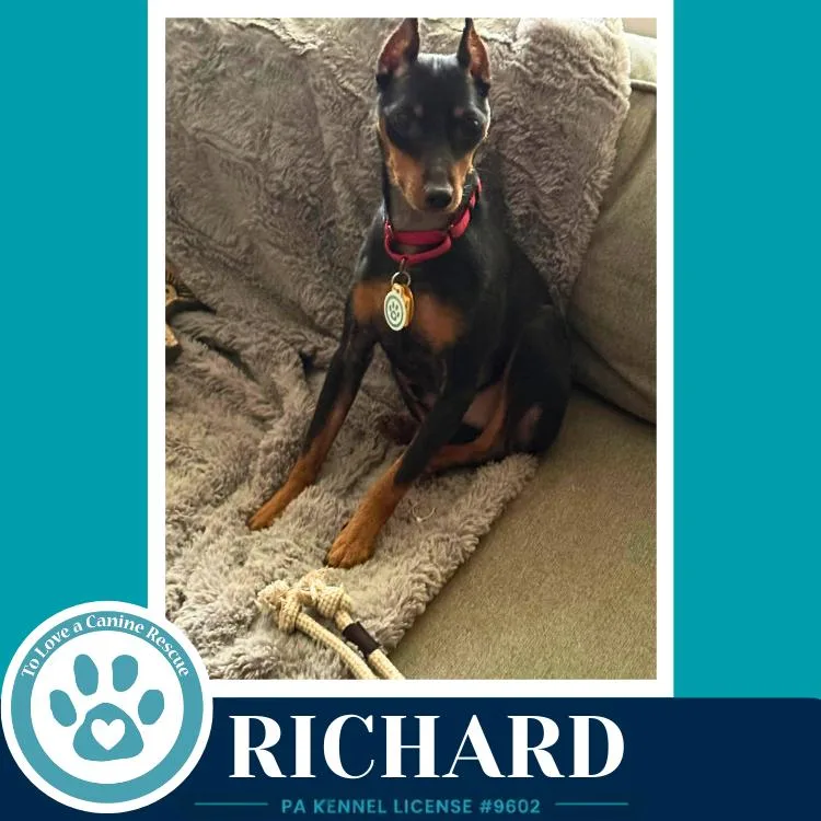 A young small-sized male Brown / Chocolate Miniature Pinscher dog named Richard for adoption in Kimberton, PA