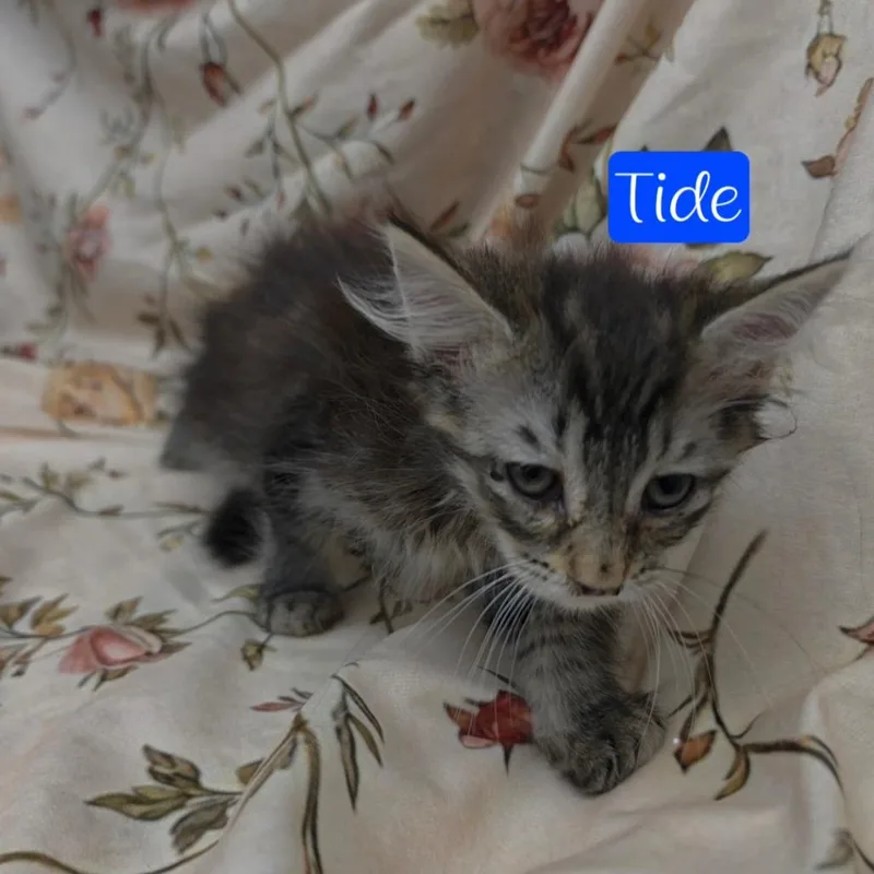 A baby small-sized female Brown / Chocolate Domestic Long Hair cat named Tide for adoption in Parkersburg, WV
