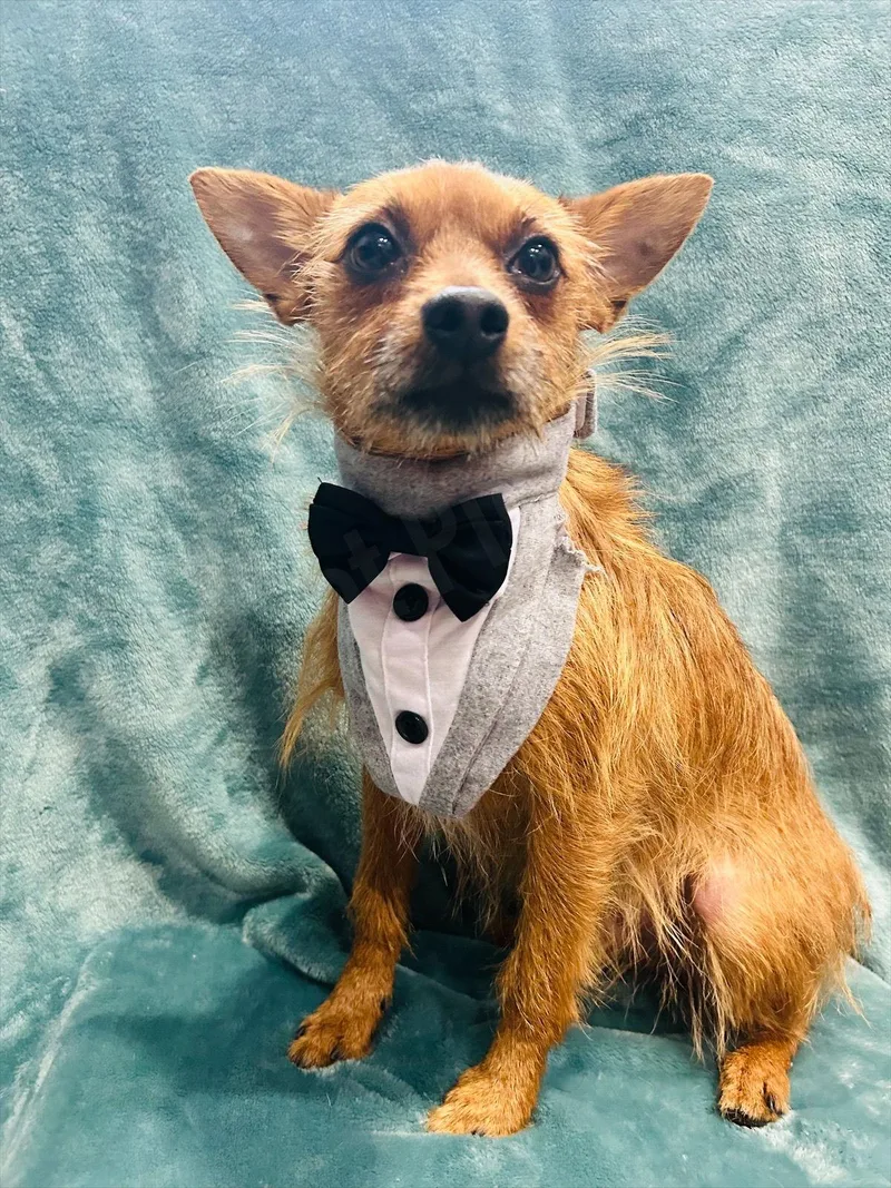 A young small-sized male Miniature Pinscher dog named Kobe for adoption in Elizabethtown, PA