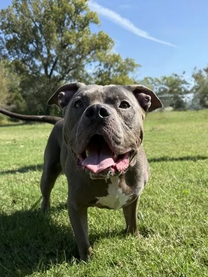 An adult large-sized male Pit Bull Terrier dog named Jax for adoption in Independence, MO