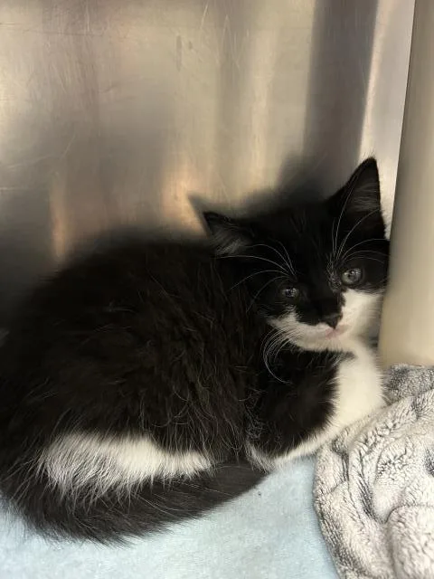 A baby small-sized male Domestic Medium Hair cat named Hickory for adoption in Clinton Township, MI