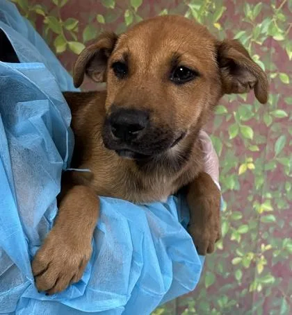 A young small-sized female Shepherd dog named Monet for adoption in San Antonio, TX