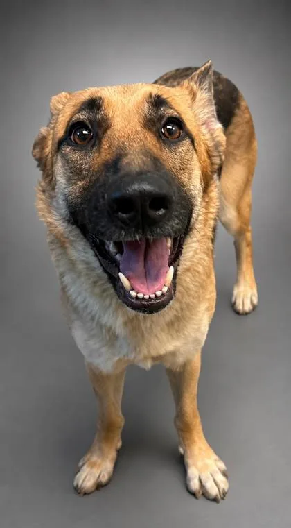 An adult large-sized female German Shepherd Dog dog named Natie for adoption in Bowling Green, KY