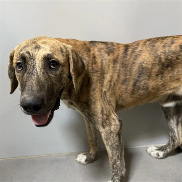 An adult extra large-sized male Anatolian Shepherd dog named A for adoption in Modesto, CA