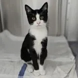 A baby medium-sized male Domestic Short Hair cat named Polo for adoption in Santa Cruz, CA