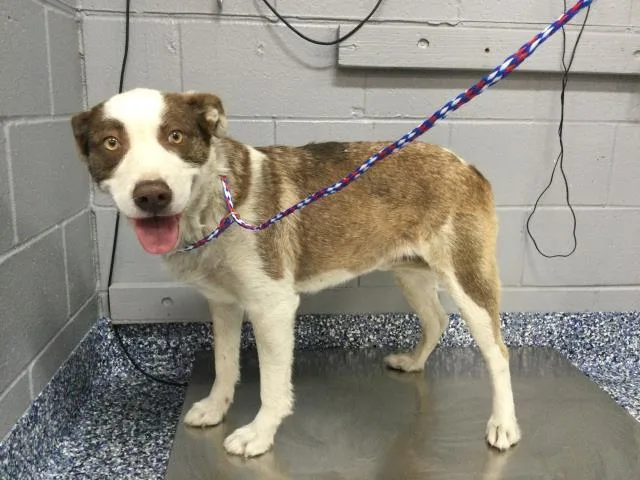 A young medium-sized female Australian Cattle Dog / Blue Heeler dog named Paloma for adoption in Thousand Palms, CA
