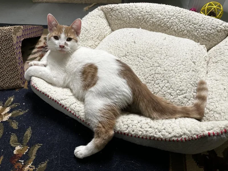 An adult small-sized male Orange & White Domestic Short Hair cat named Mohatu for adoption in Muskegon, MI