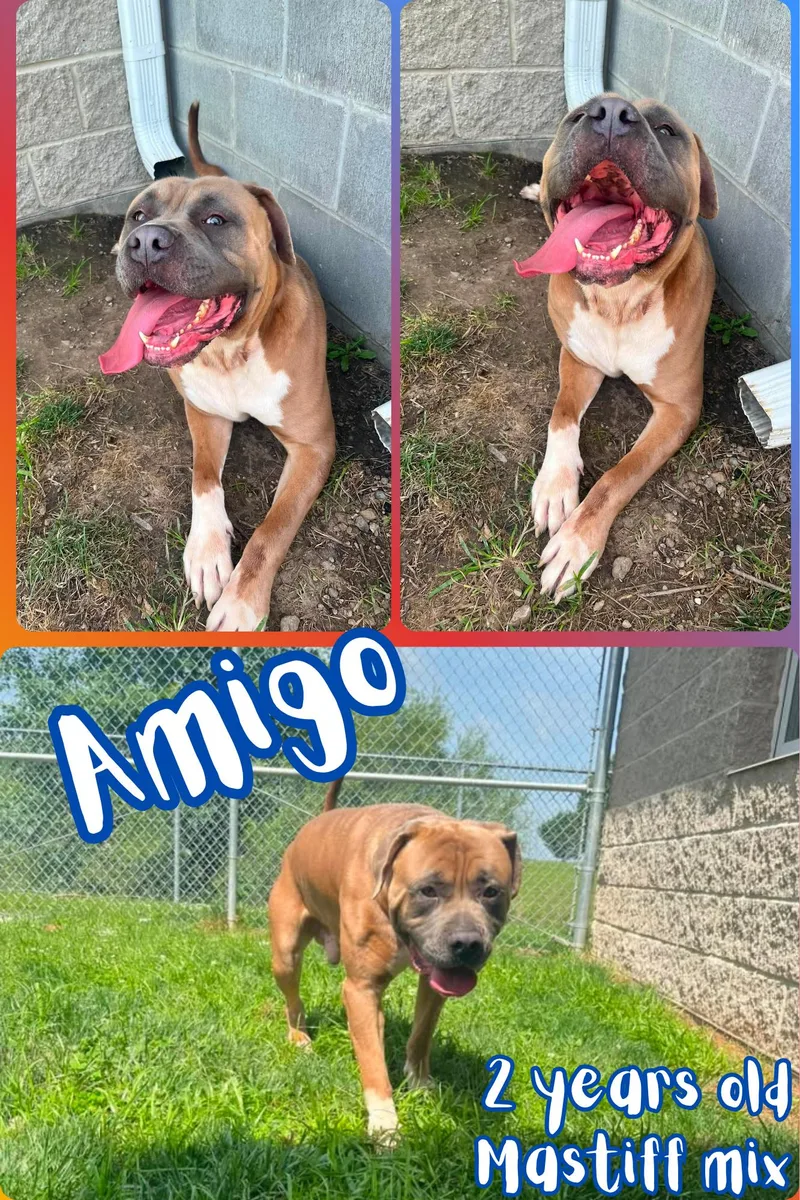 Amigo