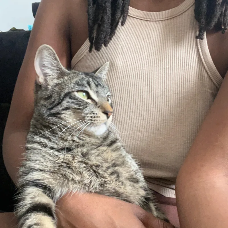 A young medium-sized female Tabby (Brown / Chocolate) American Shorthair cat named Destiny N Young for adoption in New York, NY
