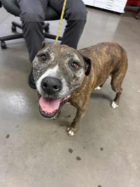 A senior large-sized female Pit Bull Terrier dog named Heidi for adoption in Phoenix, AZ
