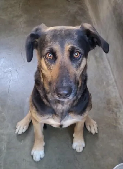 A young large-sized female German Shepherd Dog dog named Raspberry for adoption in Chatsworth, CA
