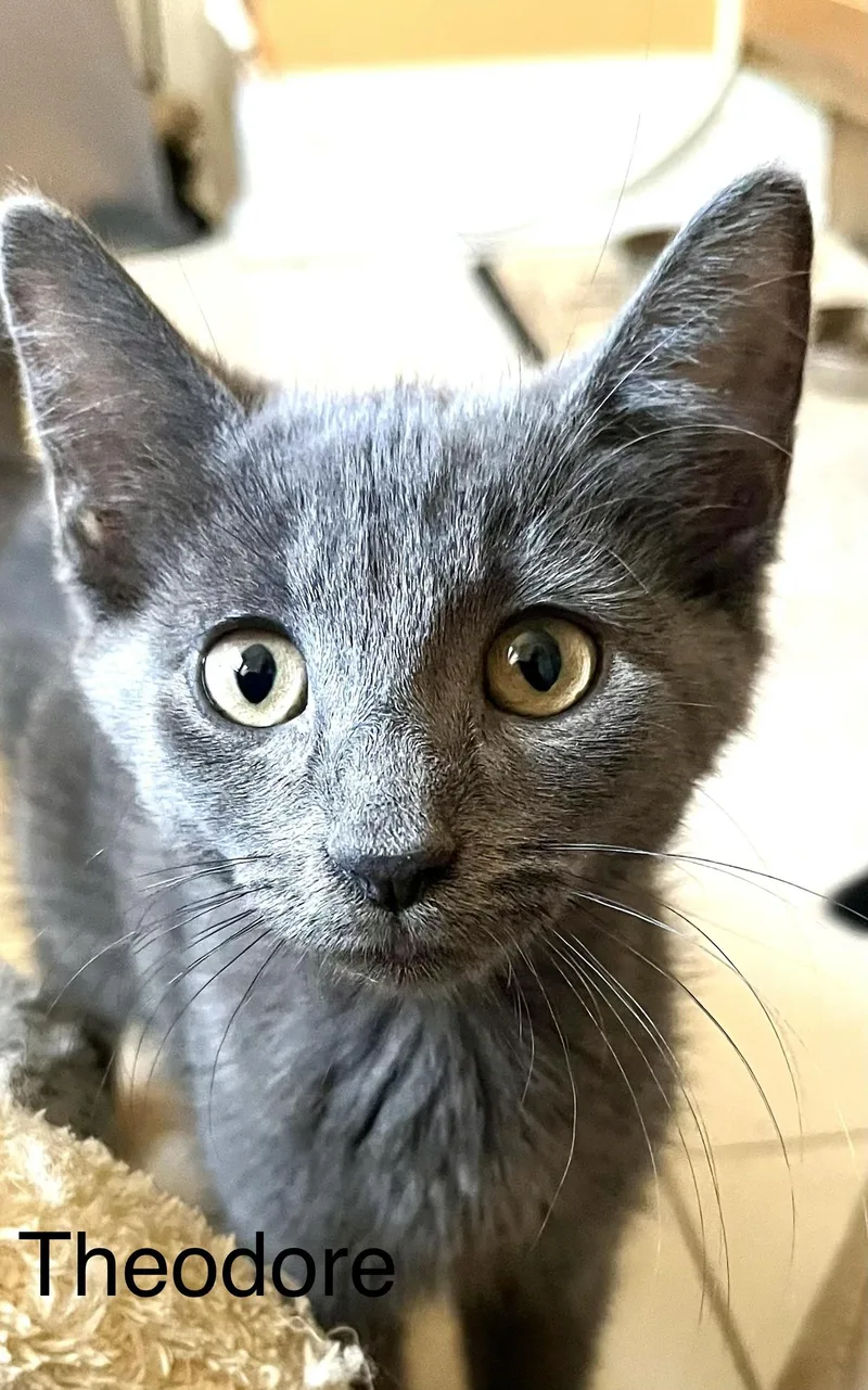 A baby small-sized male Gray / Blue / Silver Domestic Short Hair cat named Theodore for adoption in Annapolis, MD