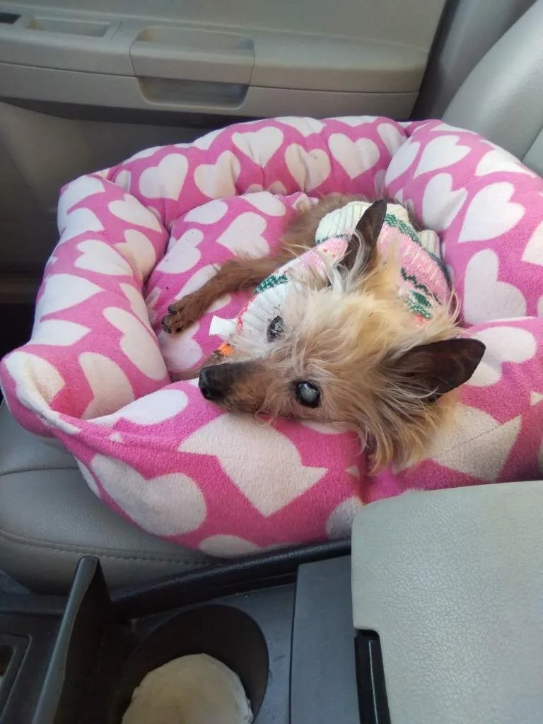 A senior small-sized female Yorkshire Terrier dog named Mindy for adoption in St. Augustine, FL