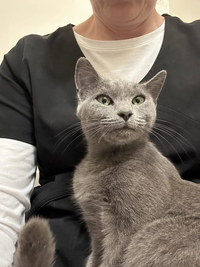 Biscotti thumbnail 2