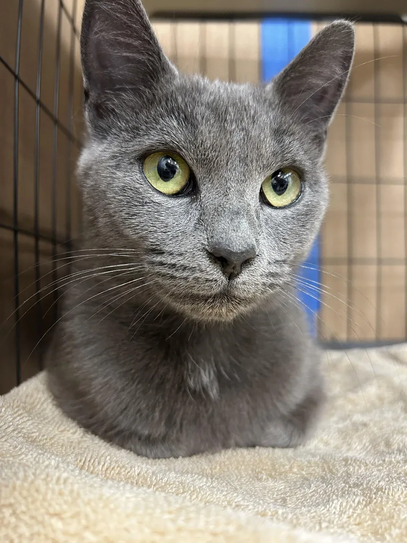 A young medium-sized female Gray / Blue / Silver Domestic Short Hair cat named Biscotti for adoption in Columbia, SC