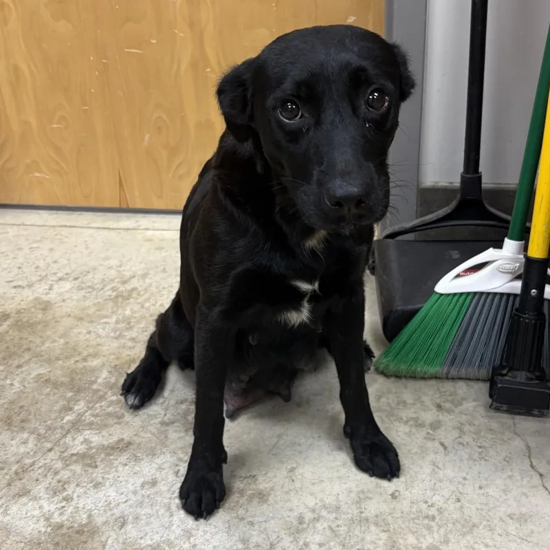 An adult medium-sized female Black Labrador Retriever dog named BettyBoopU for adoption in Tupelo, MS