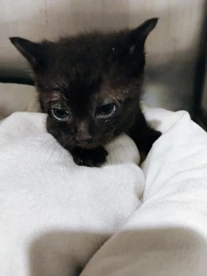 A baby small-sized male Domestic Short Hair cat named Chips for adoption in Port Saint Joe, FL