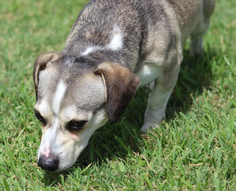 An adult small-sized male Gray / Blue / Silver Dachshund dog named Hunter for adoption in Temple, TX