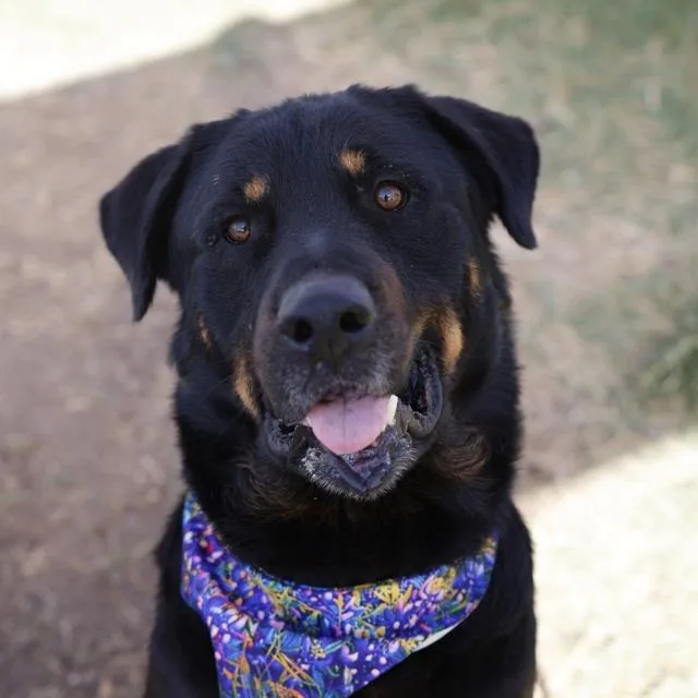 A young large-sized male Rottweiler dog named Buddy for adoption in San Antonio, TX
