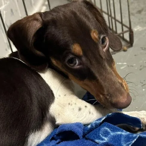 A baby small-sized male Tricolor (Brown, Black, & White) Miniature Dachshund dog named Basalt for adoption in Omaha, NE