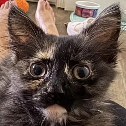 Cat Benatar
