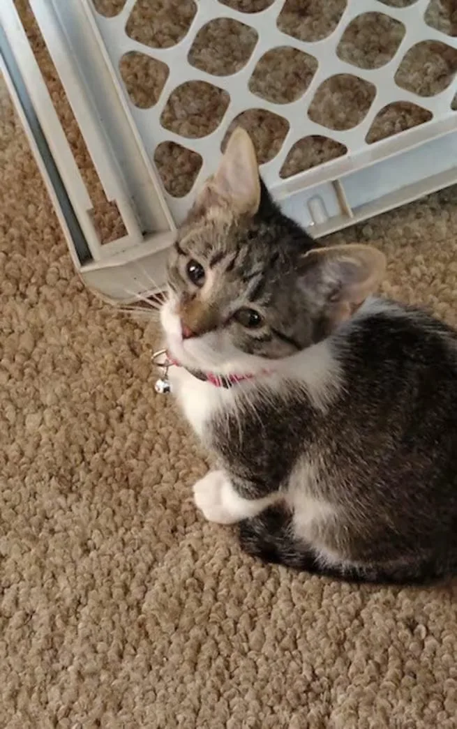 A baby medium-sized female Tabby (Brown / Chocolate) Domestic Short Hair cat named Muffin for adoption in Findlay, OH