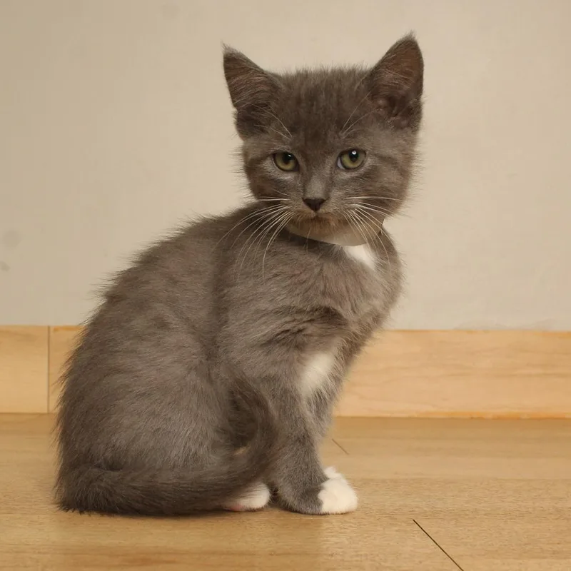 A baby small-sized male Gray / Blue / Silver Domestic Short Hair cat named Biboon C for adoption in Minnetonka, MN
