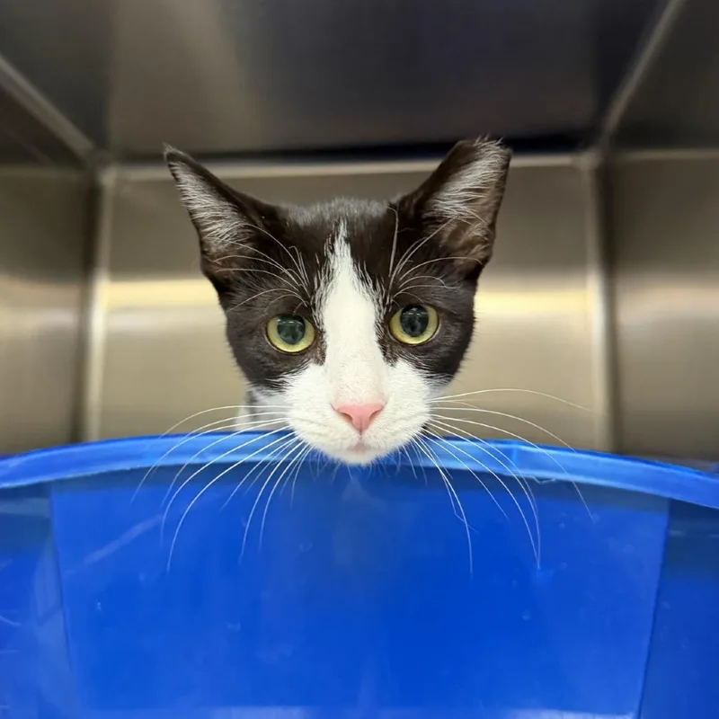 A young medium-sized female Black Domestic Short Hair cat named Millie for adoption in Indianapolis, IN