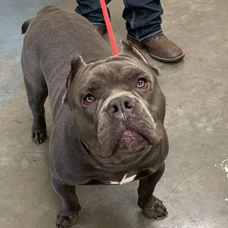 An adult large-sized male Gray / Blue / Silver Mixed Breed dog named Odin for adoption in Memphis, TN