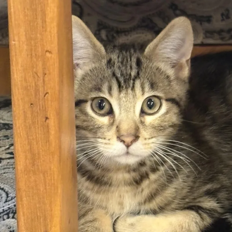 A baby small-sized male Brown / Chocolate Domestic Short Hair cat named Sargent Pepper for adoption in Spokane, WA