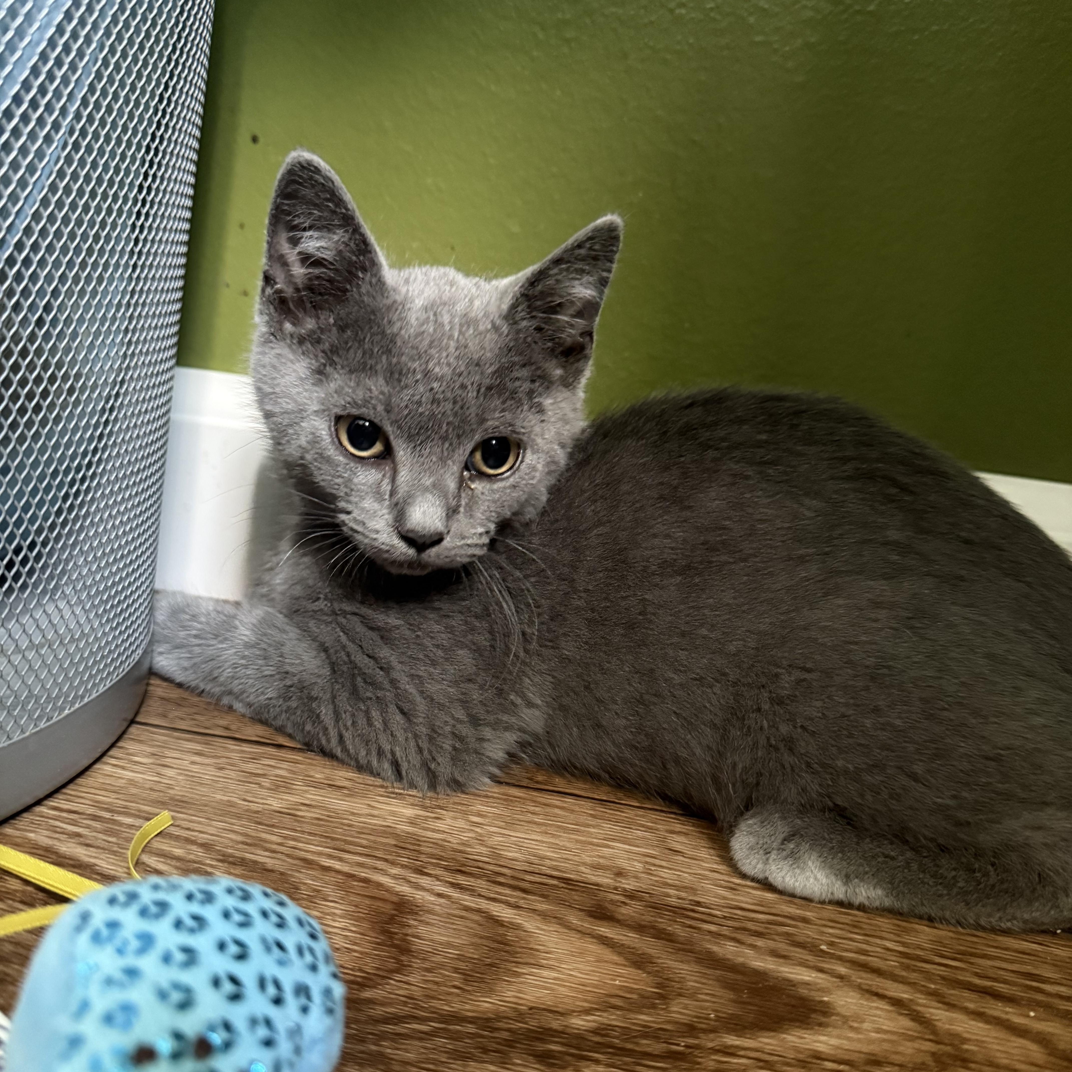 A baby medium-sized male Russian Blue cat named Sylvester for adoption in Brighton, IL