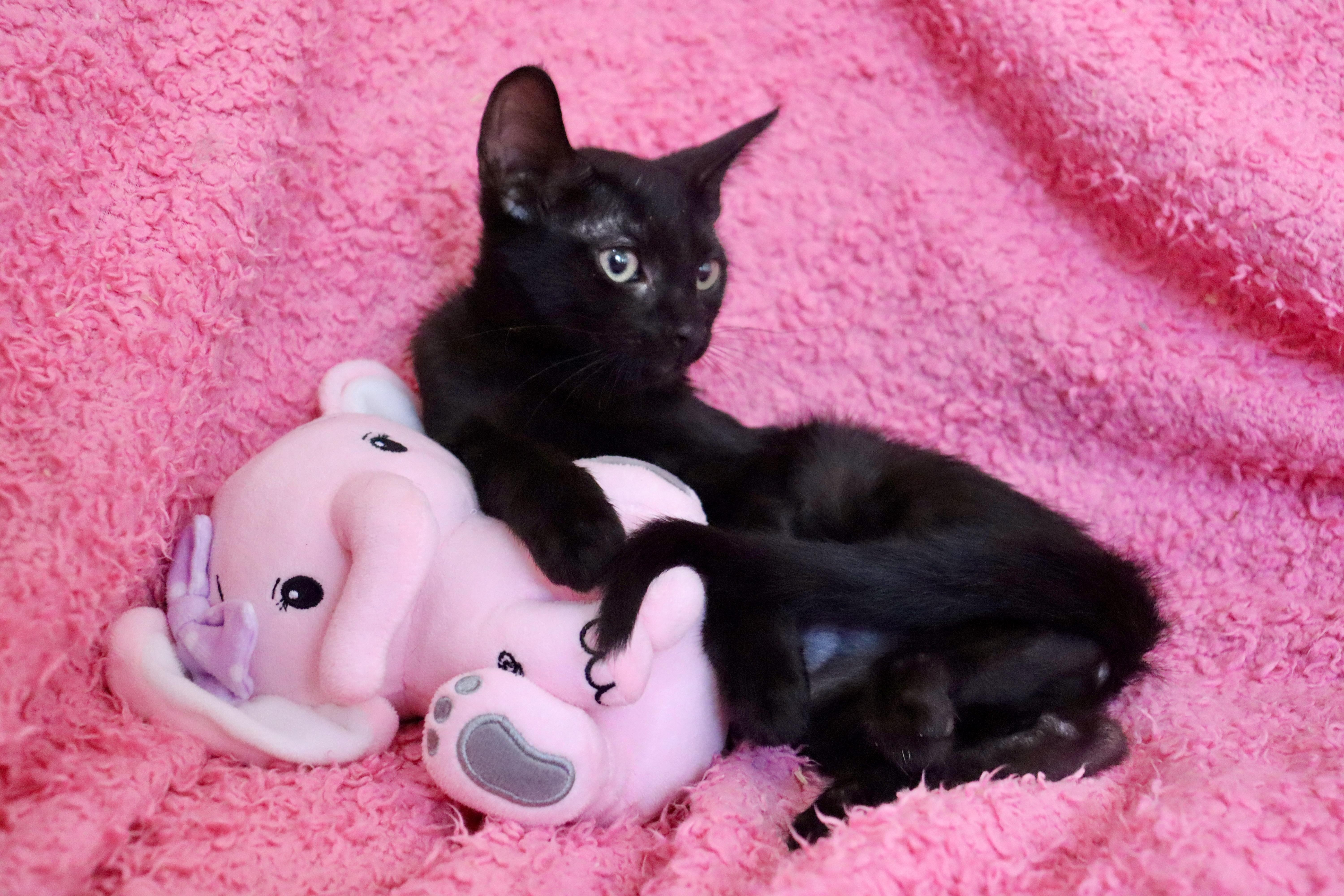 A baby medium-sized female Black Bombay cat named Wednesday for adoption in Saint Augustine, FL