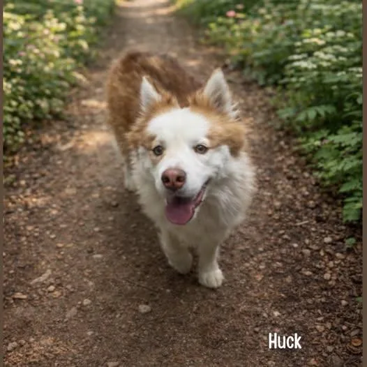 Huck