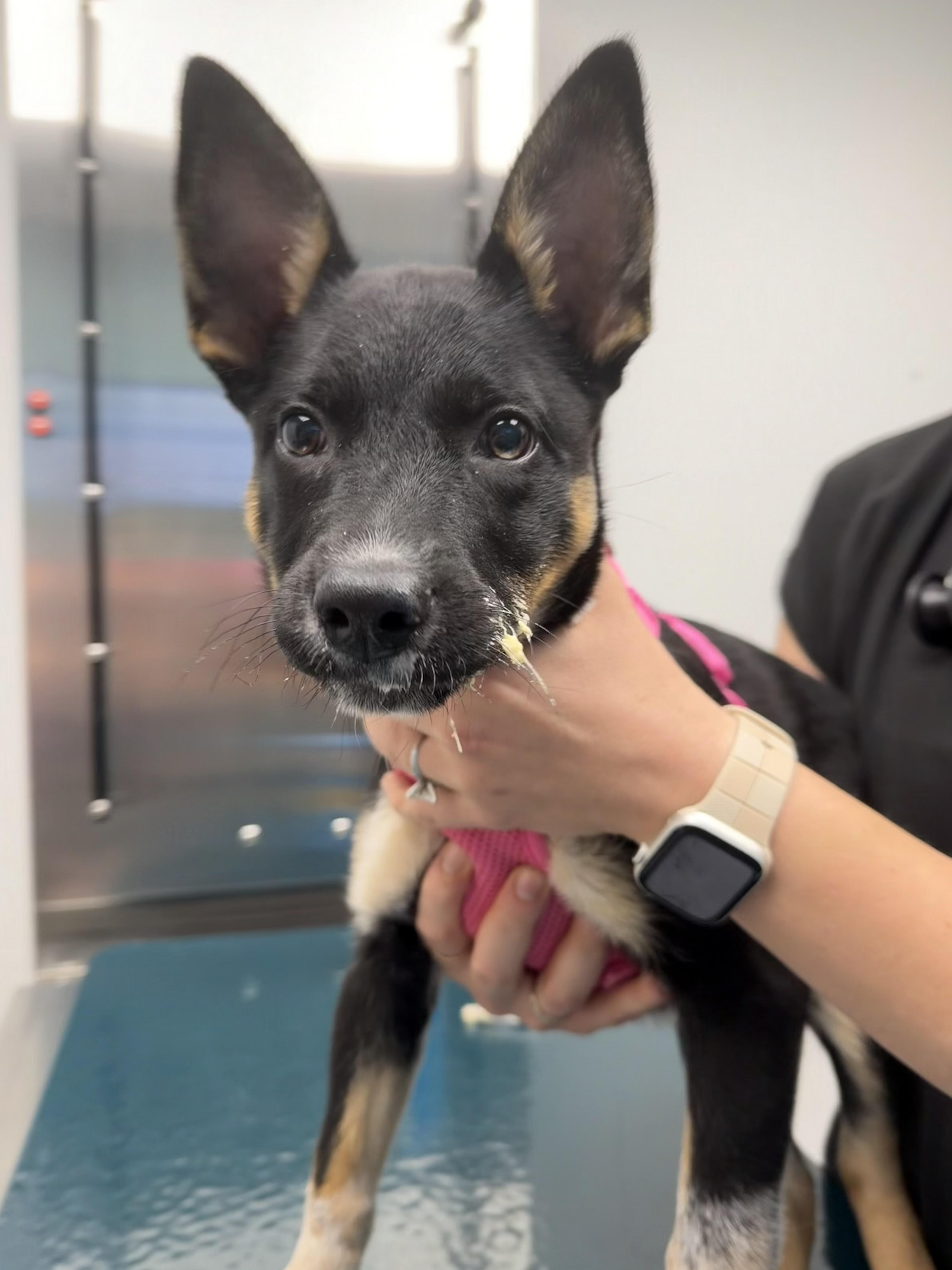 Clementine thumbnail 2