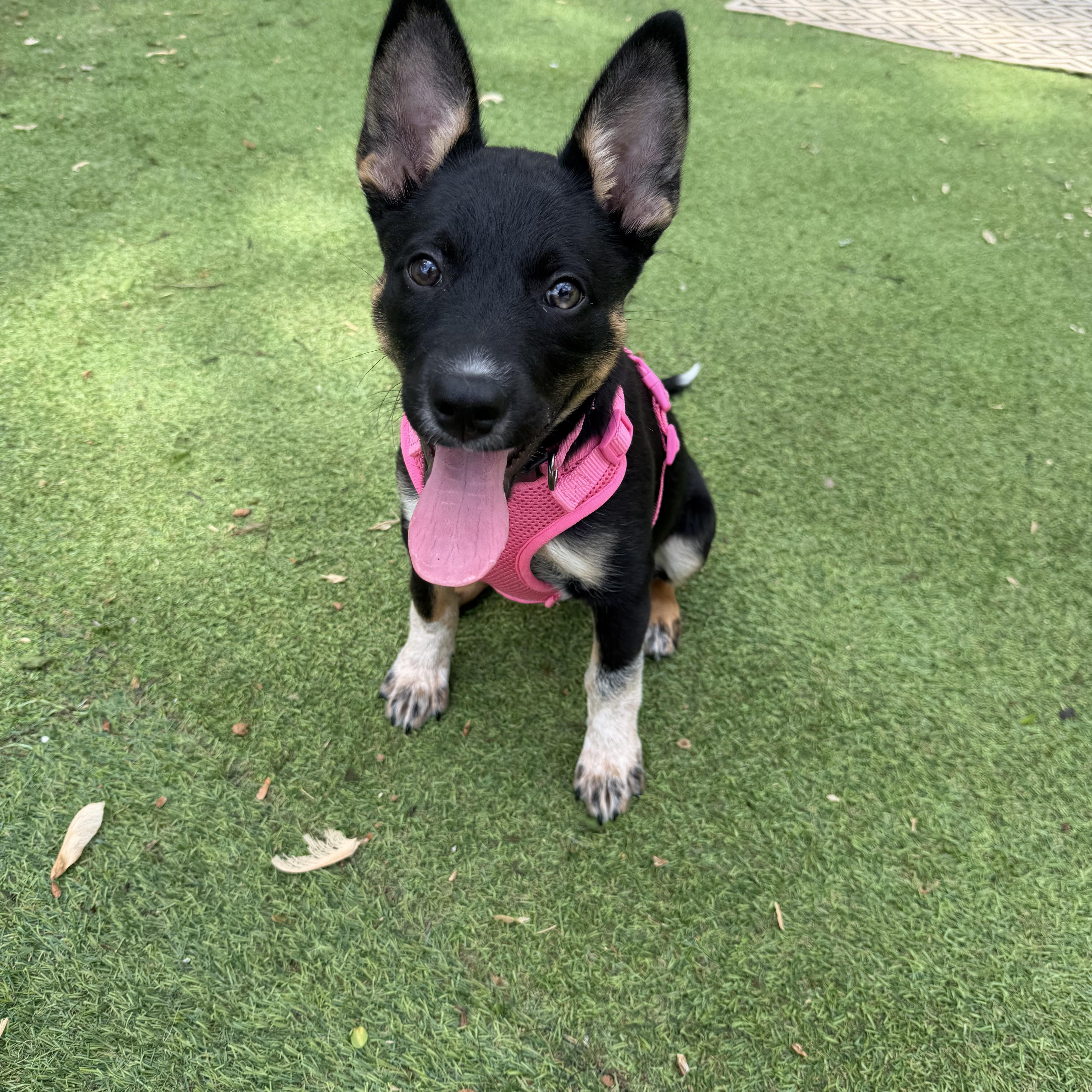 Clementine thumbnail 3