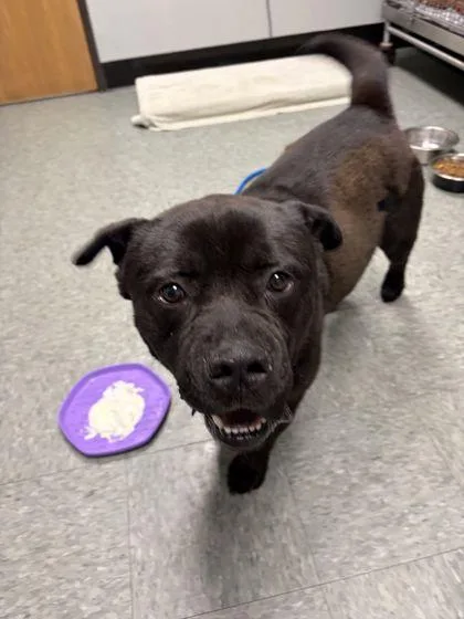 An adult large-sized male Chow Chow dog named Anakin for adoption in Shawano, WI