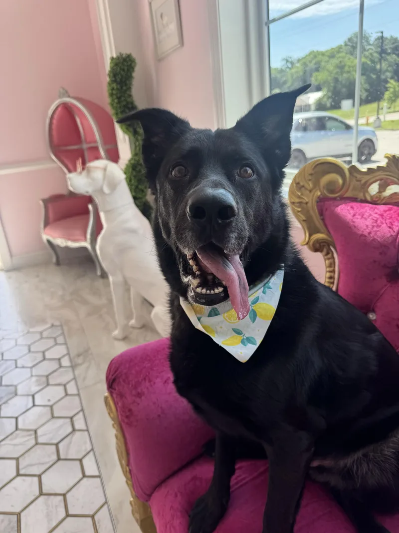 An adult large-sized male German Shepherd Dog dog named Bo for adoption in O'Fallon, MO