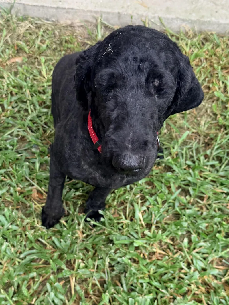 An adult medium-sized female Black Goldendoodle dog named DeeDee for adoption in Baker, LA