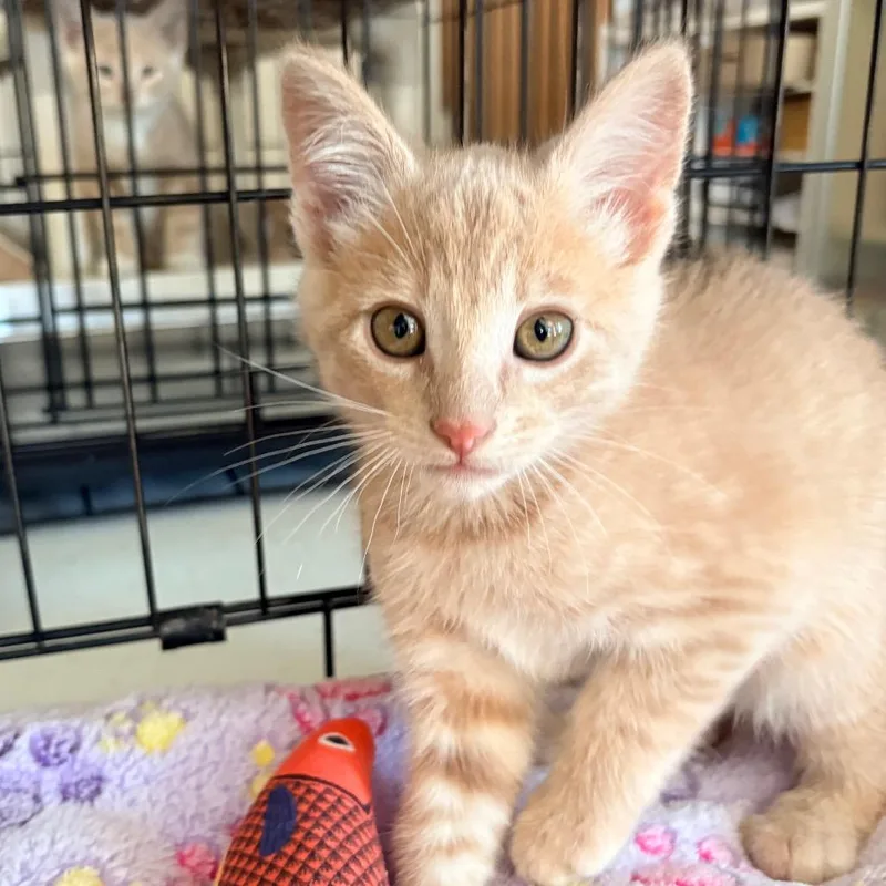 A young medium-sized female Tabby (Buff / Tan / Fawn) Domestic Short Hair cat named Layla for adoption in Blackfoot, ID