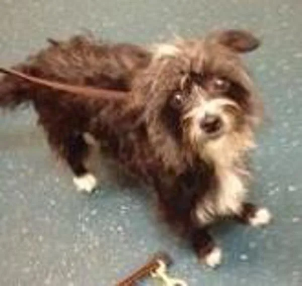 A senior small-sized male Yorkshire Terrier dog named Chester for adoption in Oceanside, CA