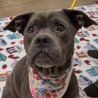 A senior medium-sized female Gray / Blue / Silver English Bulldog dog named Dainty for adoption in Bessemer, AL