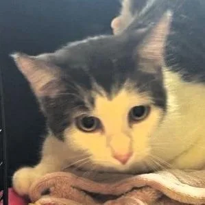 A young small-sized female Gray / Blue / Silver Domestic Short Hair cat named Sissy for adoption in Shawnee, KS