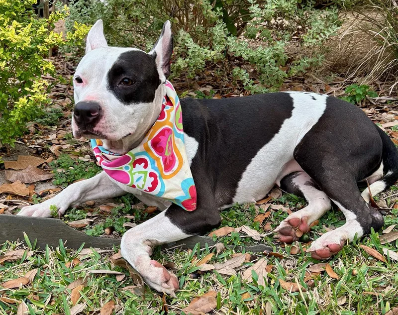 An adult medium-sized female Black American Bully dog named Darling Daisy  Calm for adoption in Cypress, TX