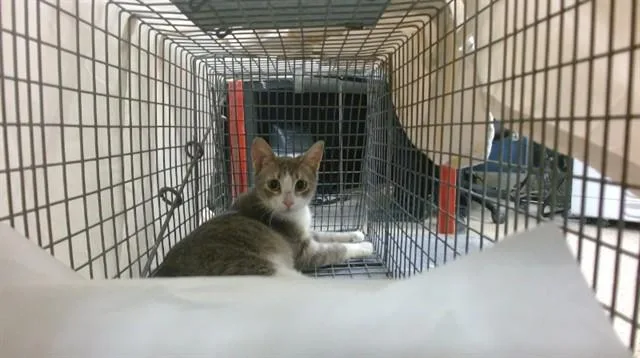 A young small-sized female Domestic Short Hair cat named Sunny for adoption in Miami, FL