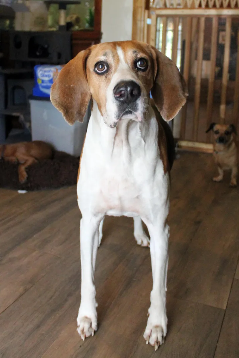 An adult large-sized male Tricolor (Brown, Black, & White) Treeing Walker Coonhound dog named Walker for adoption in Guthrie, OK