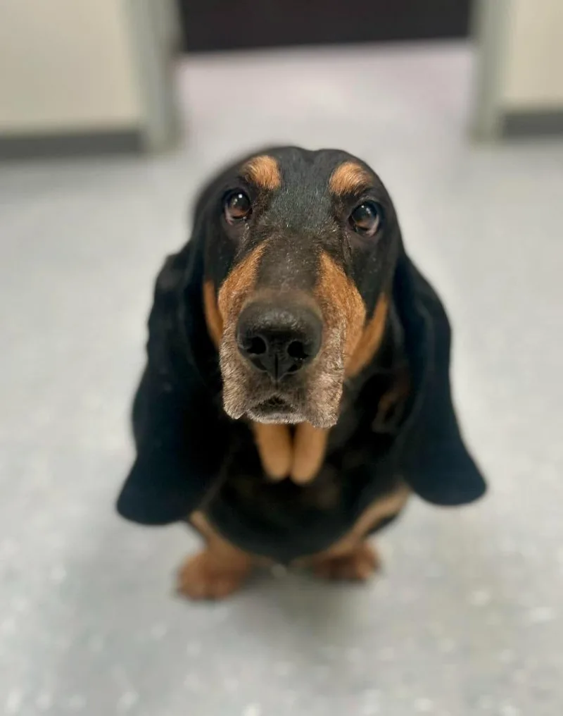 An adult large-sized female Tricolor (Brown, Black, & White) Basset Hound dog named Duchess for adoption in New Philadelphia, OH