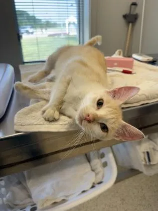 An adult medium-sized female Domestic Short Hair cat named Creamsicle for adoption in Lafayette, IN