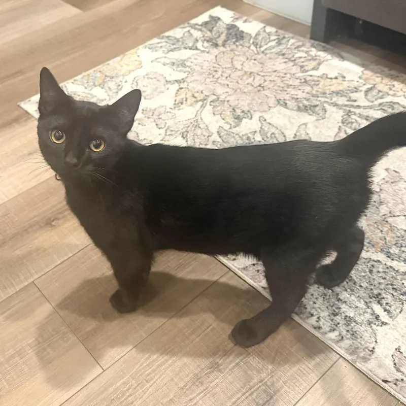 A baby small-sized female Black Domestic Short Hair cat named Fang for adoption in Springfield, OR